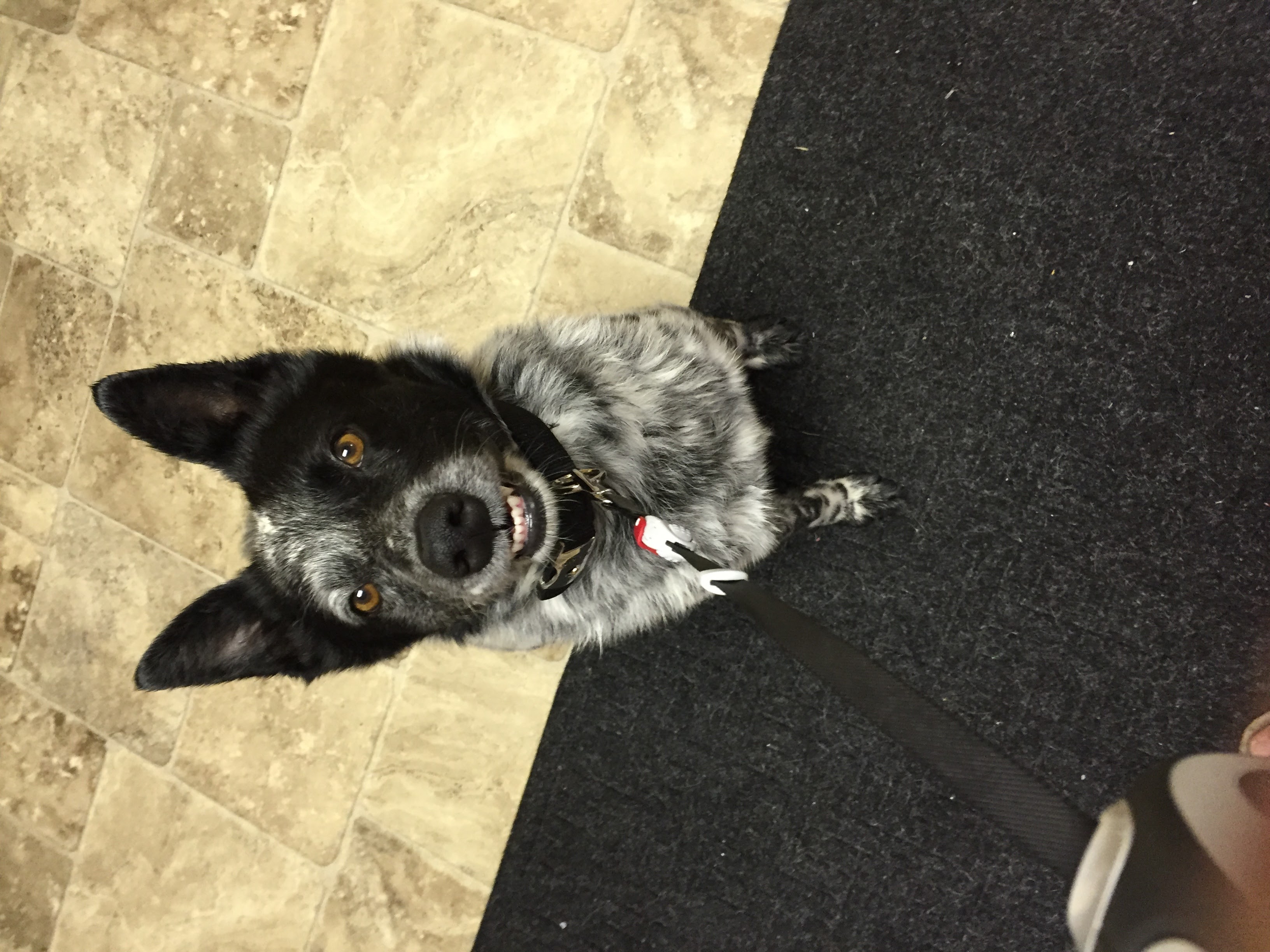 A close photo of Banzai smiling up at the camera.