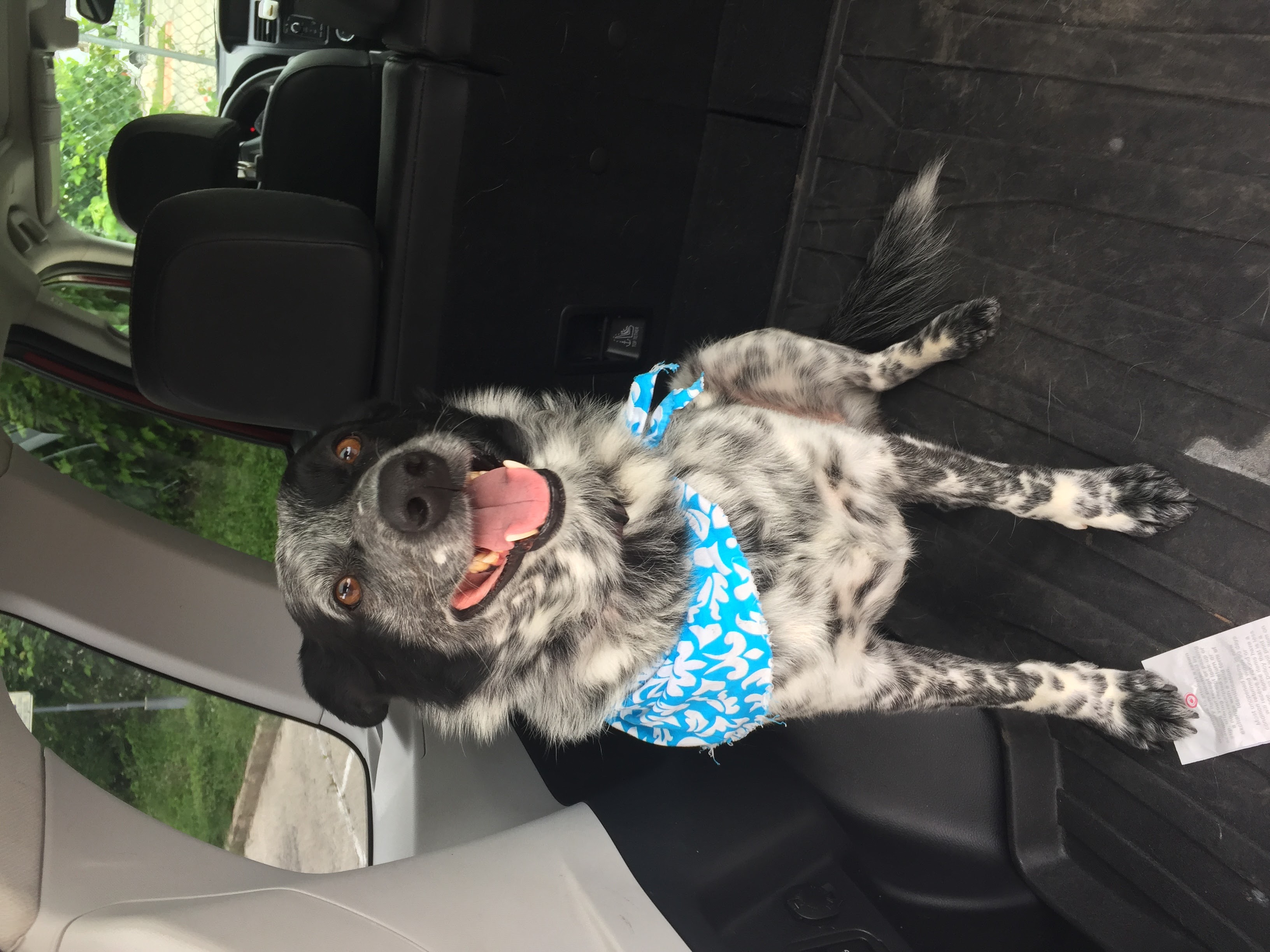 Banzai stretched out on a bed.