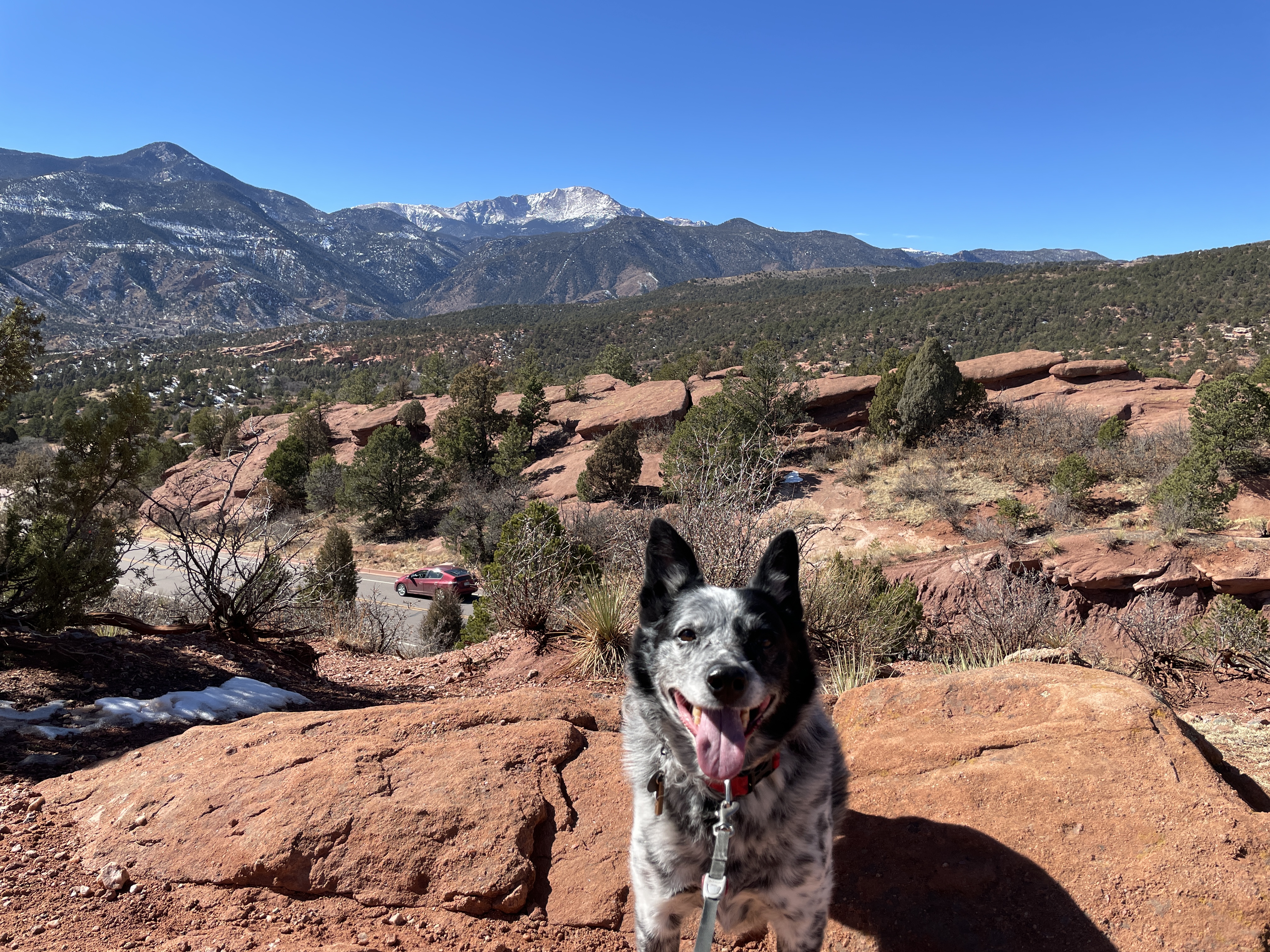 Banzai sitting in front of a mountain view.