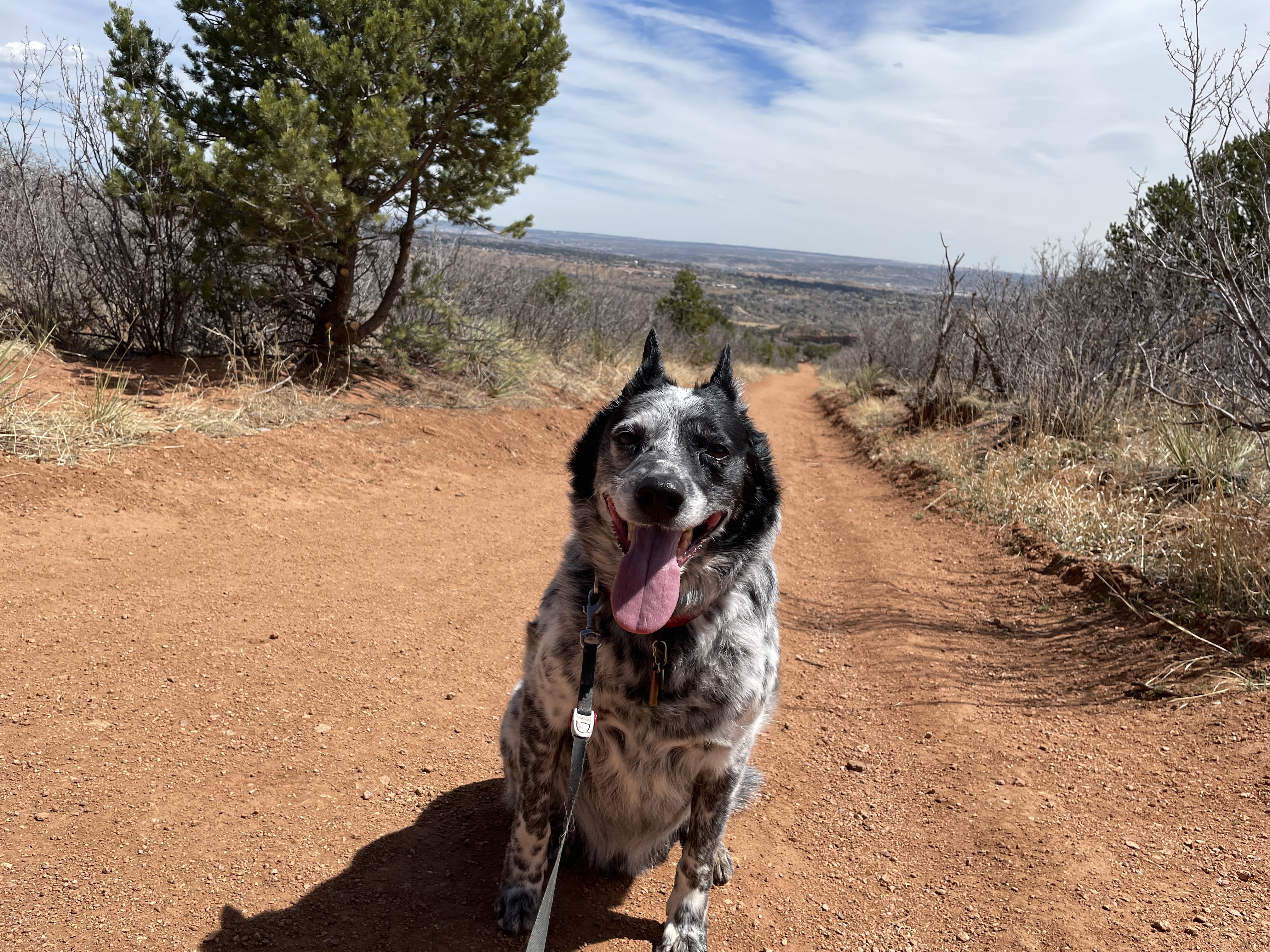 Banzai smiling on a red dirt trail.