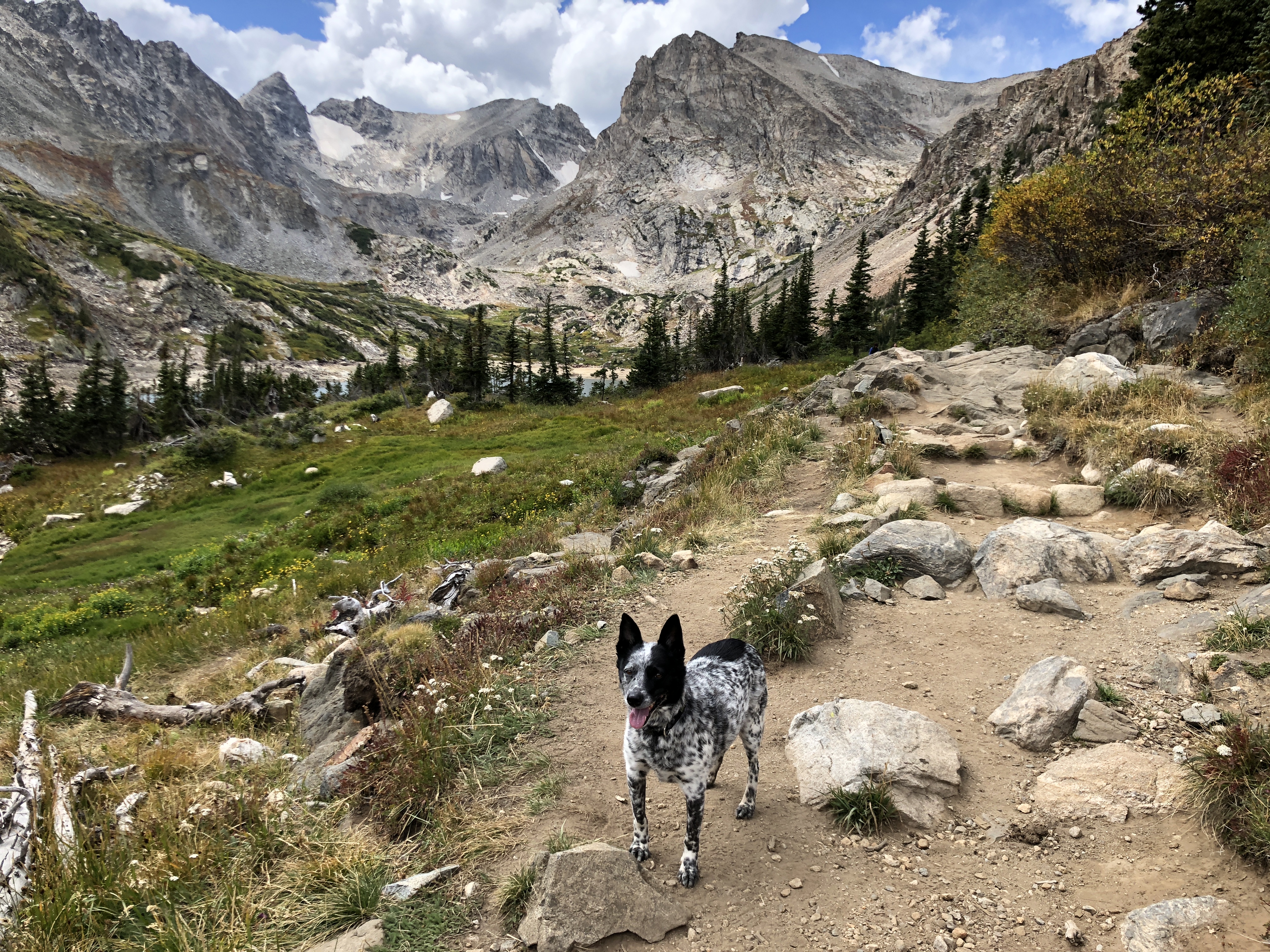 Banzai standing on a mountain trail.