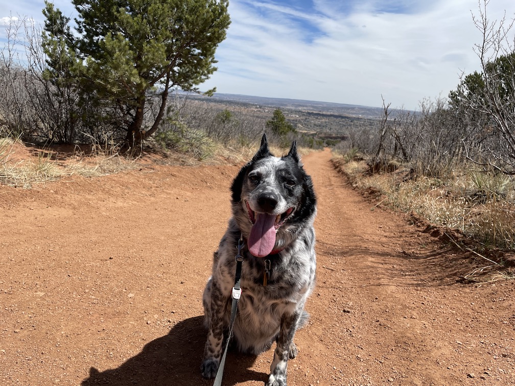 Banzai smiling on a hiking path.